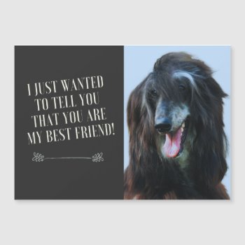 Afghan greyhound - You are my best friend