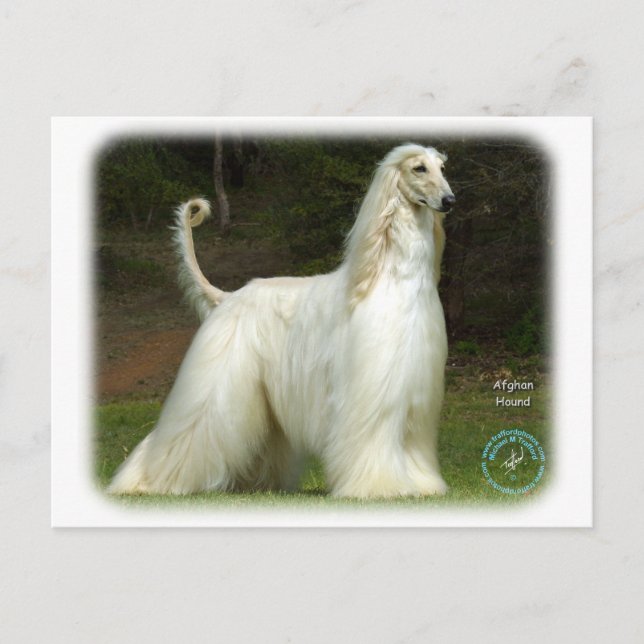 Afghan Hound 9J32D-21 Postcard (Front)