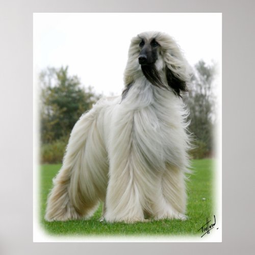 Afghan Hound 9Y247D_025 Poster