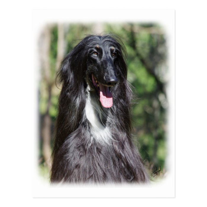Afghan Hound AA017D 119 Post Cards