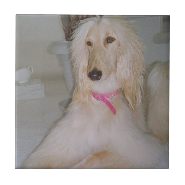 Afghan Hound Blond Tile (Front)