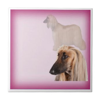 Afghan Hound  Ceramic Tile by Lastminutehero at Zazzle
