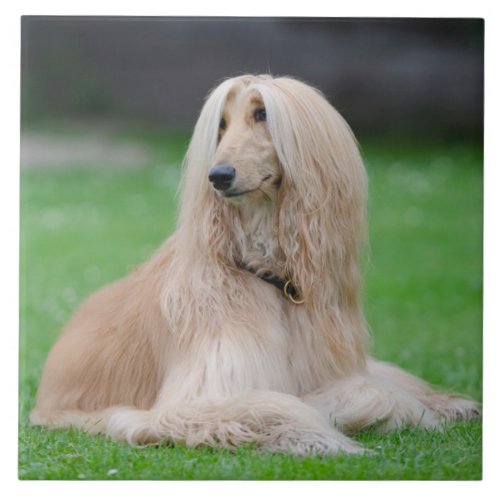 Afghan Hound dog beautiful photo ceramic tile