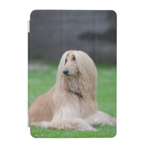 Afghan Hound dog beautiful photo ipad mini cover