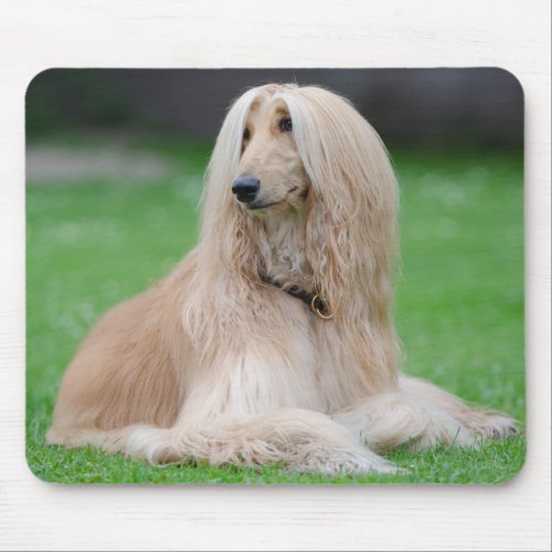 Afghan Hound dog beautiful photo mousepad