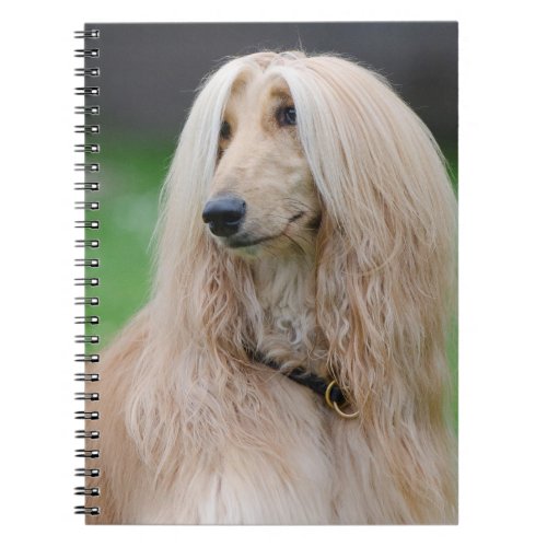 Afghan Hound dog beautiful photo Noteboook Notebook