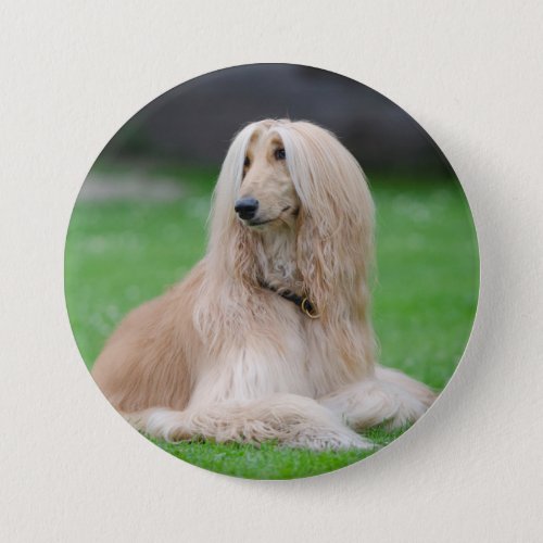 Afghan Hound dog beautiful photo  Pinback Button