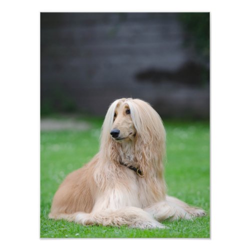 Afghan Hound dog beautiful photo print