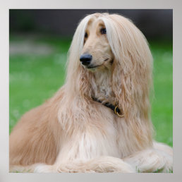 Afghan Hound dog beautiful photo print, poster