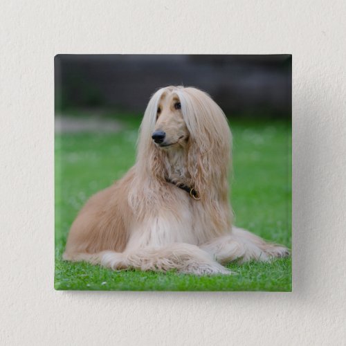 Afghan Hound dog beautiful photo square button