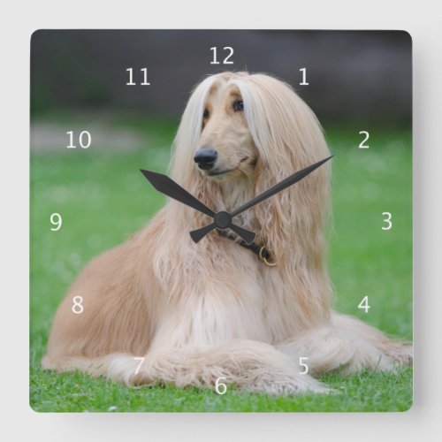 Afghan Hound dog beautiful photo wall clock