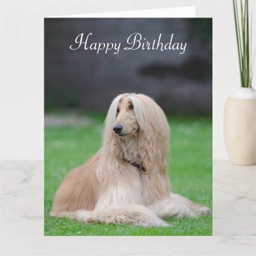 Afghan Hound dog photo birthday greeting card