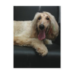 Afghan Hound Dog Postcard