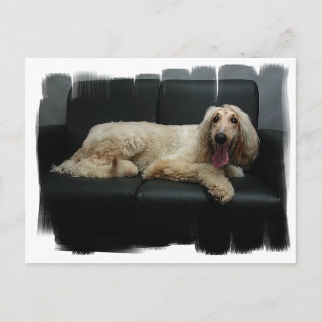 Afghan Hound Dog Postcard (Front)