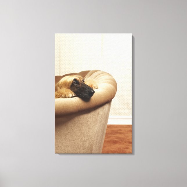 Afghan hound lying on sofa canvas print (Front)
