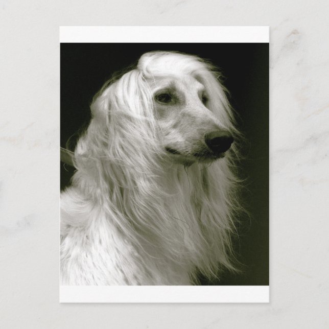 Afghan Hound Postcard (Front)