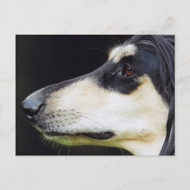 Afghan Hound Postcard (Front)