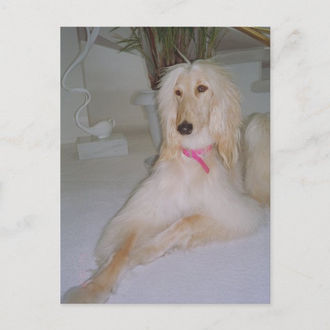 Afghan Hound Postcard (Front)