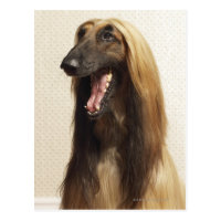 Afghan hound sitting in room postcard