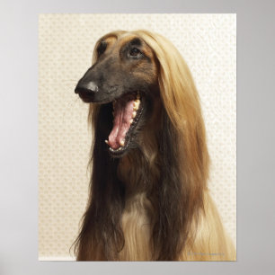 Afghan hound sitting in room poster
