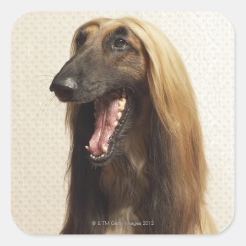 Afghan hound sitting in room square sticker