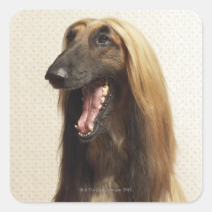 Afghan hound sitting in room square sticker