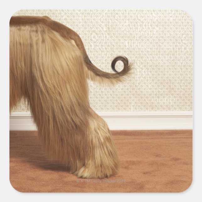 Afghan hound standing in room, end section square sticker (Front)