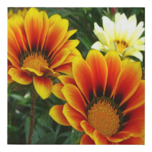 Afican Daisies Faux Wrapped Canvas Print