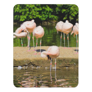 Africa African Animal Beak Funny Flamingo Lovers Door Sign