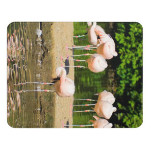 Africa African Animal Beak   Funny Flamingo Lovers Door Sign