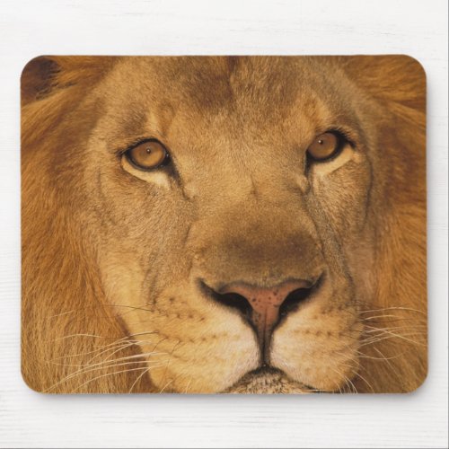 Africa African male lion or panthera leo Mouse Pad