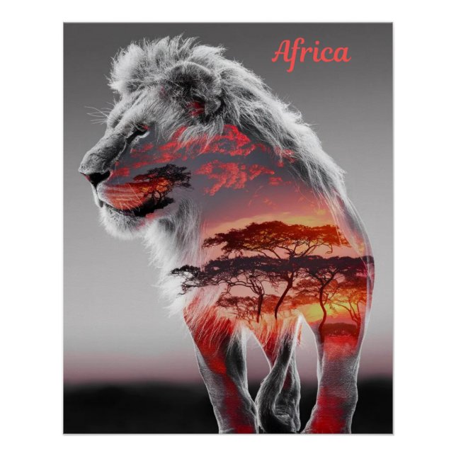 Africa - An illustration of a Lion Poster (Front)