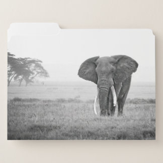 Africa - Black and White - Elephant File Folder
