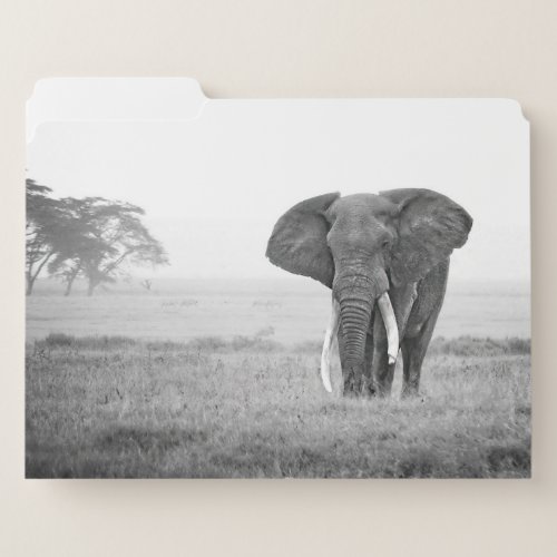 Africa _ Black and White _ Elephant File Folder