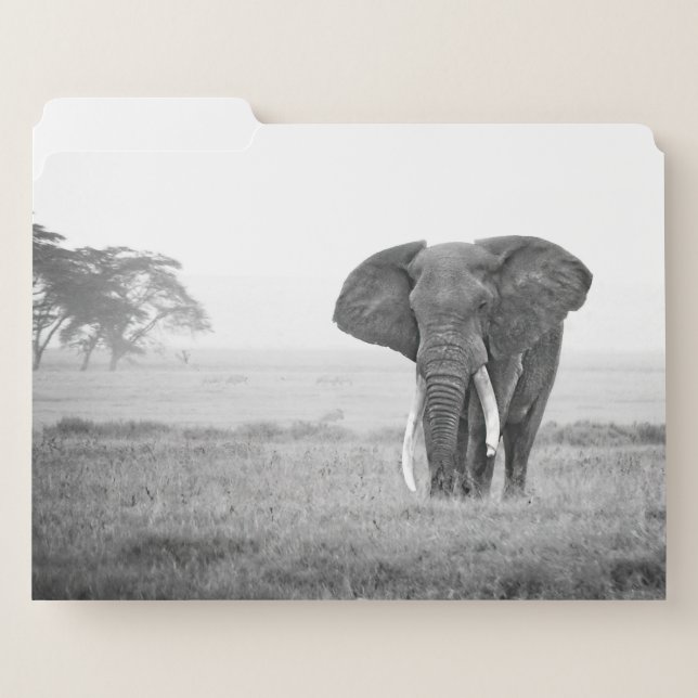 Africa - Black and White - Elephant File Folder (Front Left)