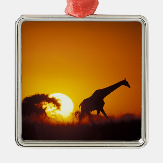 Africa, Botswana, Chobe National Park, Giraffe 2 Metal Ornament (Front)