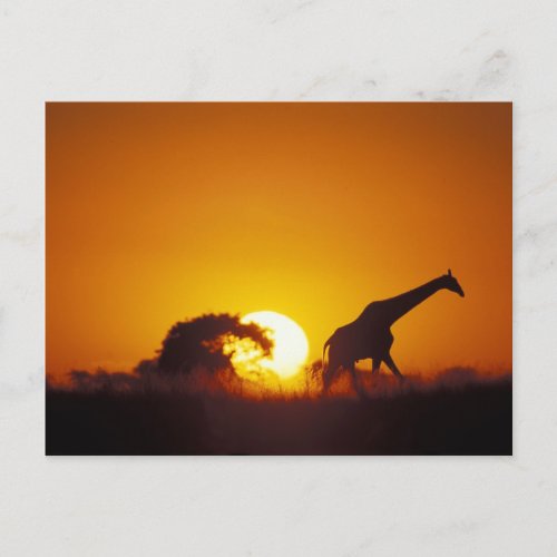Africa Botswana Chobe National Park Giraffe 2 Postcard