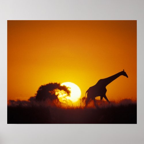Africa Botswana Chobe National Park Giraffe 2 Poster