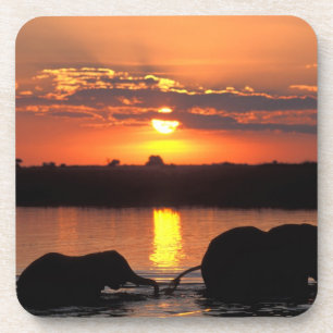 Africa, Botswana, Chobe National Park, Herd Coaster