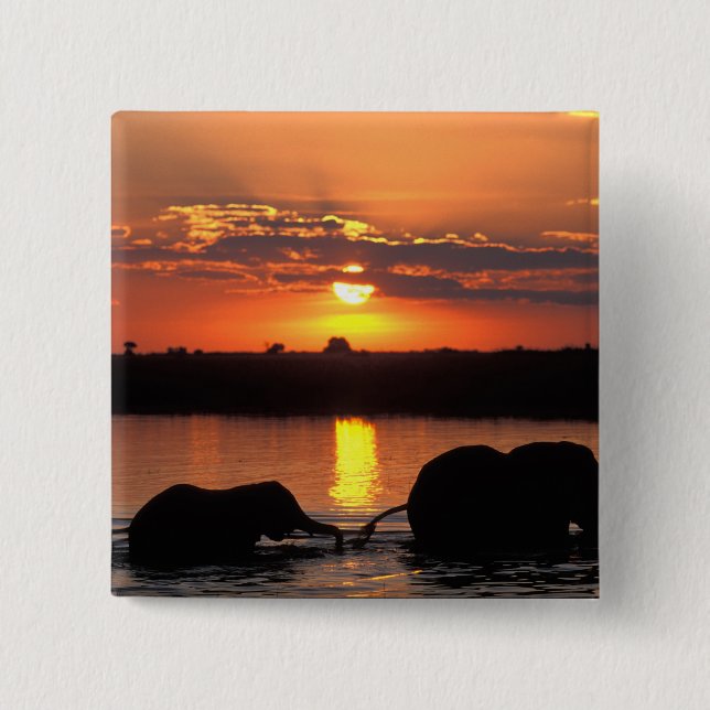 Africa, Botswana, Chobe National Park, Herd Pinback Button (Front)
