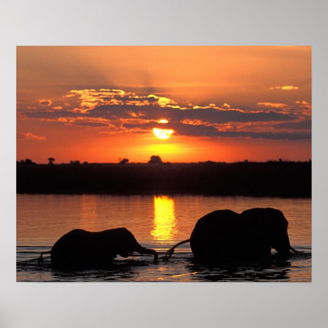 Africa, Botswana, Chobe National Park, Herd Poster (Front)