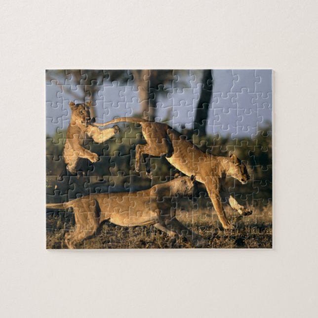 Africa, Botswana, Chobe National Park, Lionesses Jigsaw Puzzle (Horizontal)