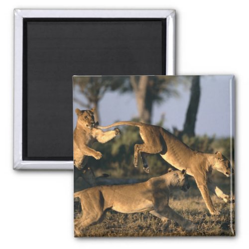 Africa Botswana Chobe National Park Lionesses Magnet