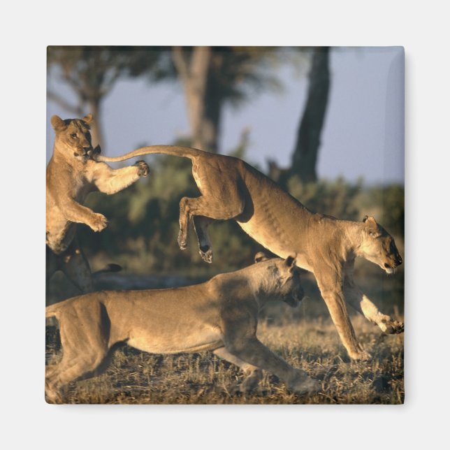 Africa, Botswana, Chobe National Park, Lionesses Magnet (Front)