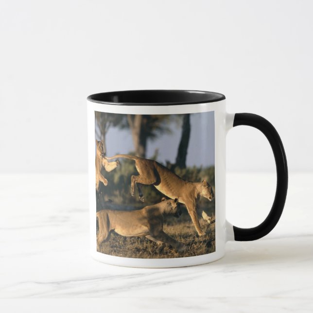 Africa, Botswana, Chobe National Park, Lionesses Mug (Right)