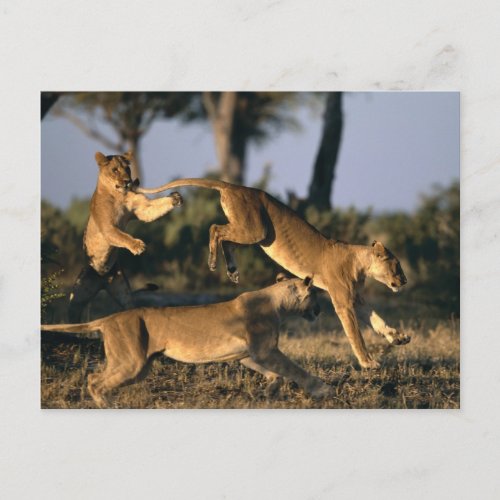 Africa Botswana Chobe National Park Lionesses Postcard