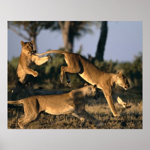 Africa Botswana Chobe National Park Lionesses Poster