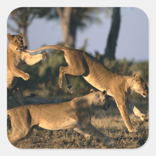 Africa Botswana Chobe National Park Lionesses Square Sticker