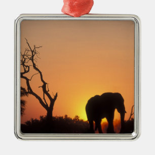 Africa, Botswana, Chobe National Park, Setting Metal Ornament
