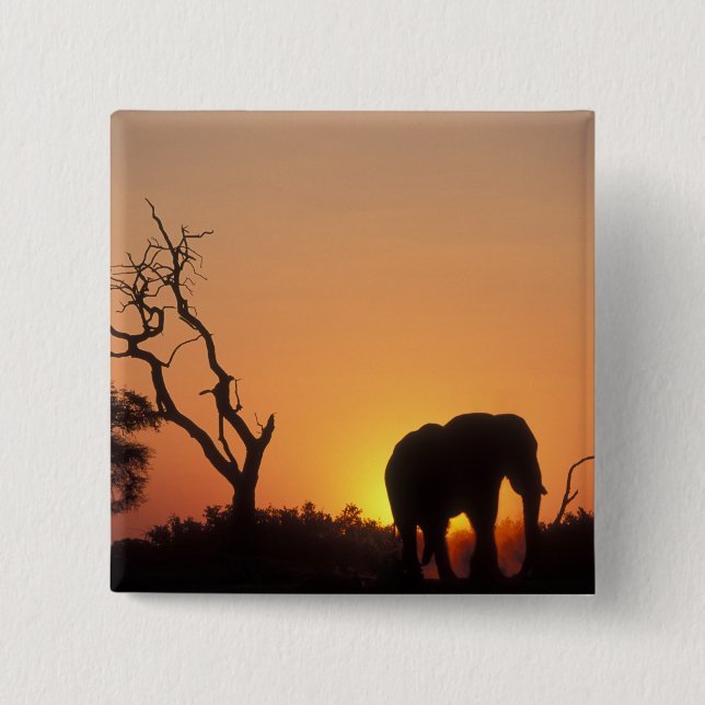 Africa, Botswana, Chobe National Park, Setting Pinback Button (Front)